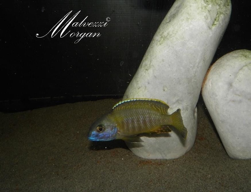 Tramitichromis sp. 'orange top' Lumbira